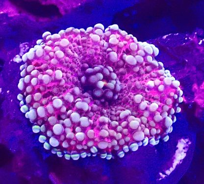 Pink Ricordea Yuma
