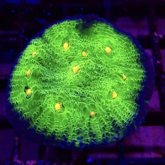 WYSIWYG M.O.C. Pumpkin Spiced Chalice Frag 1 Extra Large