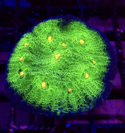 WYSIWYG M.O.C. Pumpkin Spiced Chalice Frag 1 Extra Large
