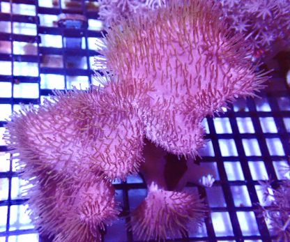 WYSIWYG Q1 Multi Head Toadstool Colony ( Long Polyped )