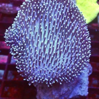 Toadstool Leather Colony 1