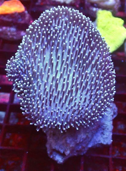 Toadstool Leather Colony 1