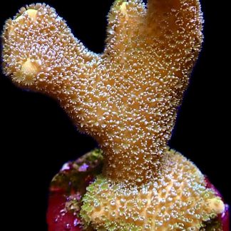 WYSIWYG 17C Lemon/Lime Montipora Digitata