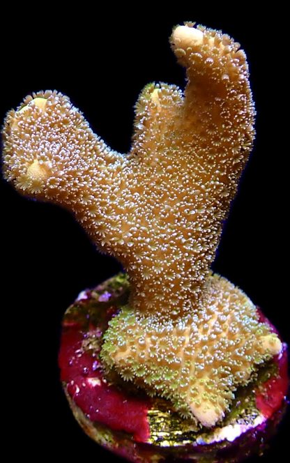 WYSIWYG 17C Lemon/Lime Montipora Digitata