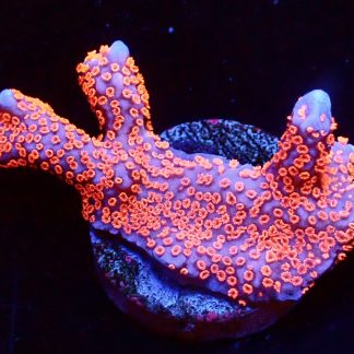 WYSIWYG 17K Bubblegum Montipora