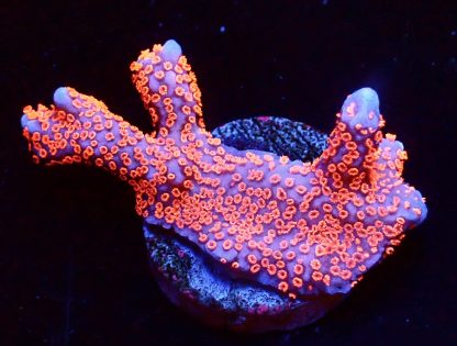 WYSIWYG 17K Bubblegum Montipora