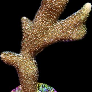 WYSIWYG 18i Lemon/Lime Montipora Digitata Large