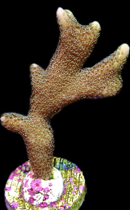 WYSIWYG 18i Lemon/Lime Montipora Digitata Large