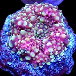 Pink Ricordea Yuma Small