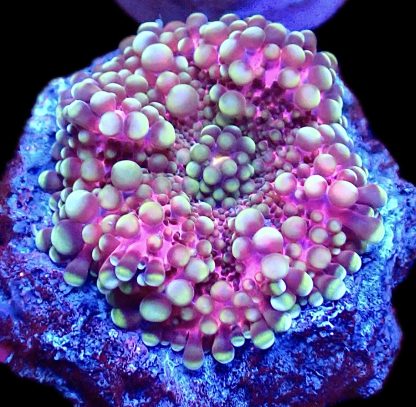 Pink Ricordea Yuma Small