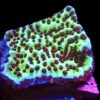 WYSIWYG 8C Jedi Mind Trick Montipora Frag