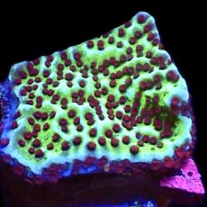 WYSIWYG 8C Jedi Mind Trick Montipora Frag