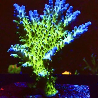 WYSIWYG L1 Violet Venom Acropora Large 90mm Colony