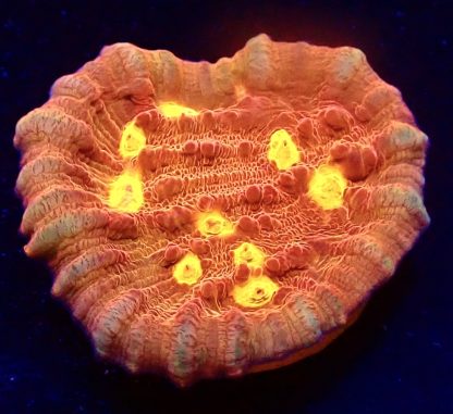 WYSIWYG 14K Iron Man Chalice Frag