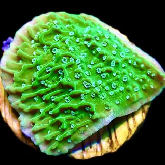 WYSIWYG 7B Pink Rim Emerald Plating Montipora