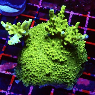 WYSIWYG M.O.C. Green Slimer Acropora Colony 1