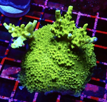 WYSIWYG M.O.C. Green Slimer Acropora Colony 1