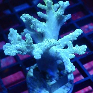 WYSIWYG A1 Green Finger Leather Soft Coral Cultured Colony