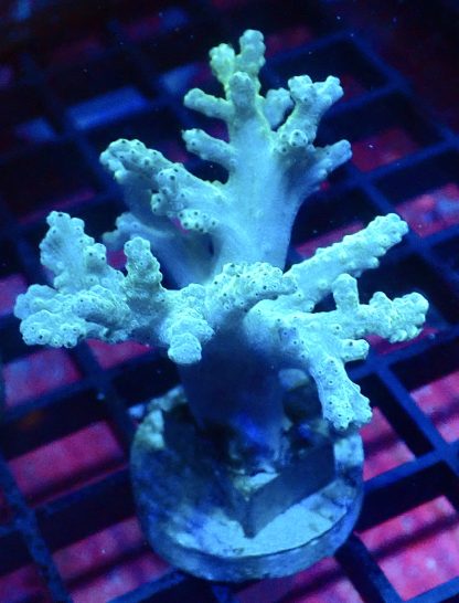 WYSIWYG A1 Green Finger Leather Soft Coral Cultured Colony