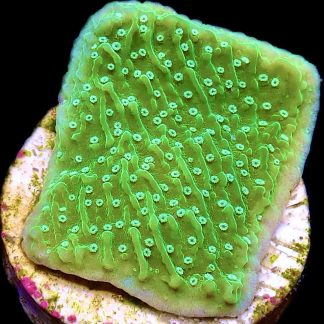 WYSIWYG 9D Pink Rim Emerald Plating Montipora