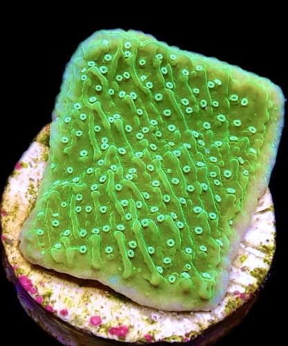 WYSIWYG 9D Pink Rim Emerald Plating Montipora