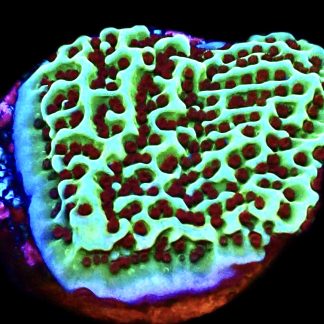 WYSIWYG 8E Jedi Mind Trick Montipora Frag