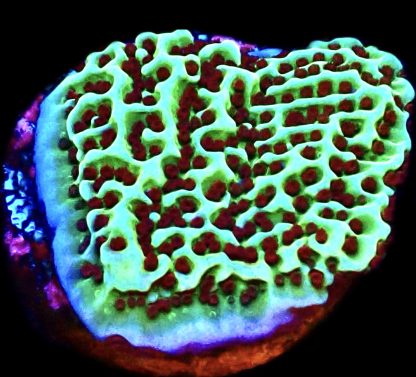 WYSIWYG 8E Jedi Mind Trick Montipora Frag