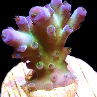 WYSIWYG M30 Violet Venom Acropora Frag