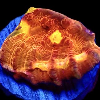 WYSIWYG 33G Iron Man Chalice Frag