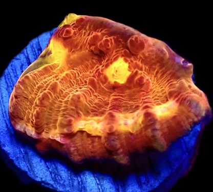 WYSIWYG 33G Iron Man Chalice Frag