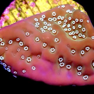 WYSIWYG 21B Montipora Undata Frag