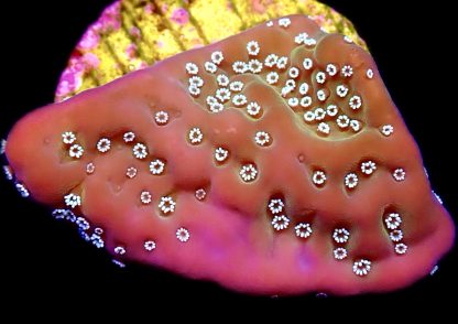 WYSIWYG 21B Montipora Undata Frag