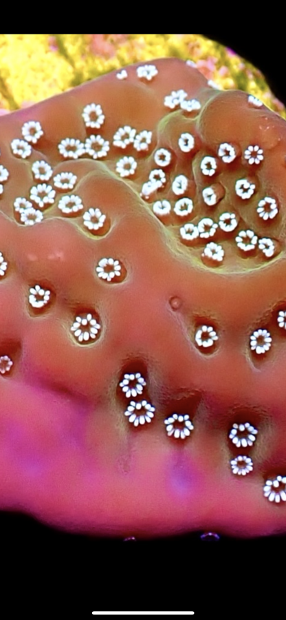 WYSIWYG 21B Montipora Undata Frag - Image 2
