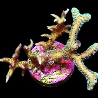 WYSIWYG 14C Dual Seriatopora Caliendrum / Hysterix Frag