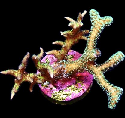 WYSIWYG 14C Dual Seriatopora Caliendrum / Hysterix Frag