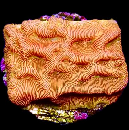 WYSIWYG 13E 24K Gold Leptoseris Frag