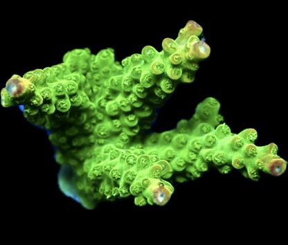 WYSIWYG 18i Rainbow Loom Acropora - Large Frag