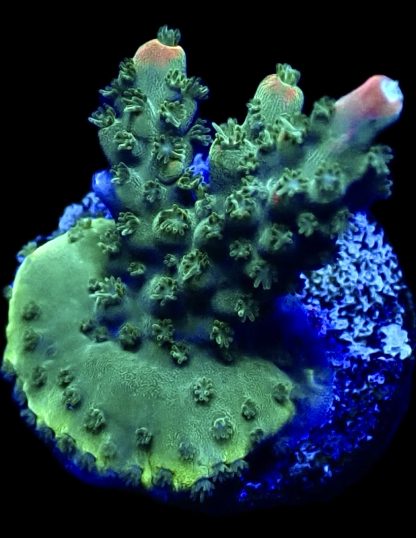 WYSIWYG 22C M.O.C. Krakatoa Acropora Frag