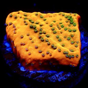 WYSIWYG 20J Gold Rush Montipora Frag