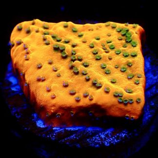 WYSIWYG 20J Gold Rush Montipora Frag