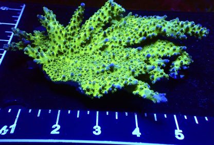 WYSIWYG R2 Violet Venom Acropora Large 6" Colony