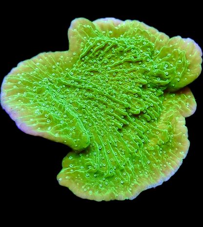 WYSIWYG 18B Pink Rim Emerald Plating Montipora - Large Frag