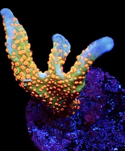 WYSIWYG 22B Bubblegum Montipora