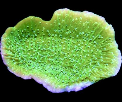 WYSIWYG 10B Pink Rim Emerald Plating Montipora - Large Frag