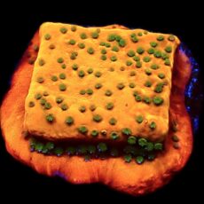 WYSIWYG 9K Gold Rush Montipora Frag