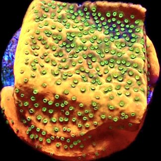 WYSIWYG 20A Gold Rush Montipora Frag