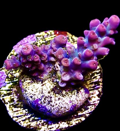 WYSIWYG 13F M.O.C. White Hot Acropora Frag