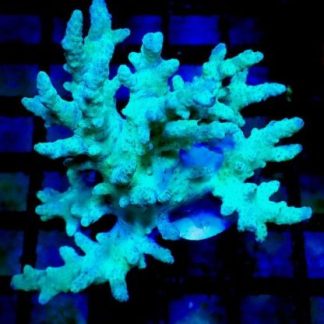 Green Finger Leather Large Frag
