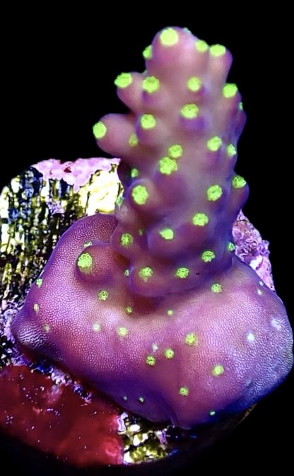 WYSIWYG 24E Bonsai Acropora Frag