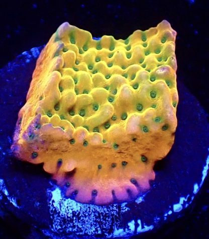 WYSIWYG 18A Kung Pao Montipora Frag